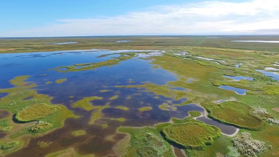 Образование и наука, Природа, Томские новости, соглашение по климату киотский протокол болота экология безопасность парниковый эффект Томские ученые предлагают включить болота в Парижское соглашение по климату