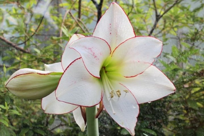 Зелень в городе, ТГУ, Томские новости, зелень рыцарские звезды мероприятия куда сходить на выходных цветы В томском Ботсаду зацвели «рыцарские звезды»