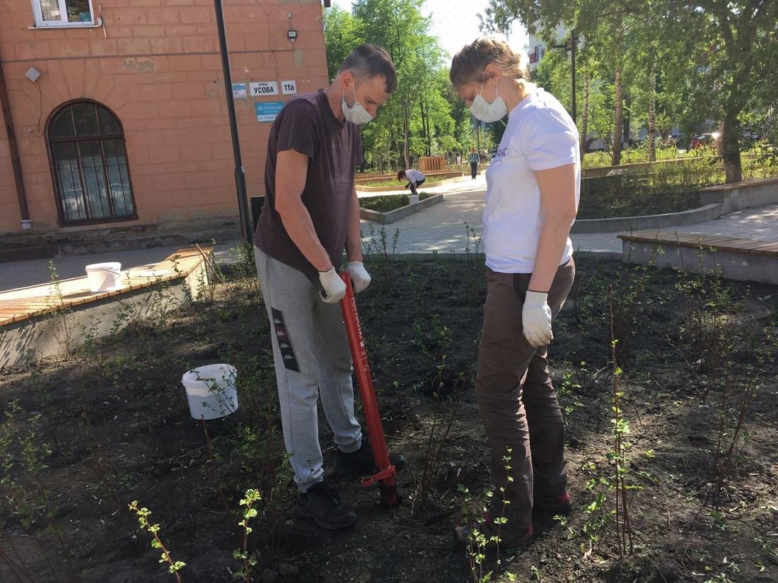 Зелень в городе, ТГУ, Томские новости, грибы сад ветра благоустройство зелень в городе биодобавки удобрения В Томске оживляют деревья с помощью грибов