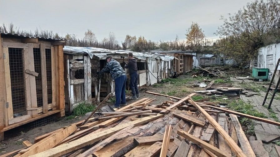 Благотворительность, Томские новости, почта России вольеры помощь бездомным животным поддеркжа Сотрудники «Почты России» починили вольеры в томском приюте для животных
