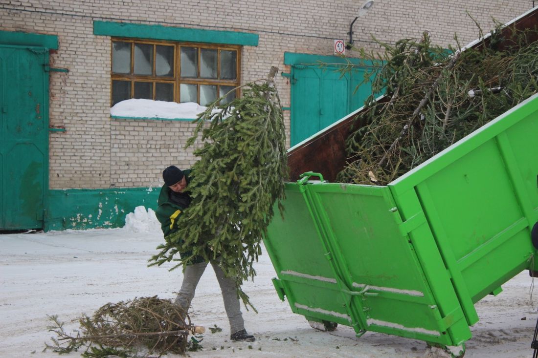 Конкурсы и акции, Новый год ❄, Томские новости, елки сбор деревьев новогодних сдать елку куда отправить елку Томичи сдали на треть меньше деревьев в рамках экоакции «Ёлки для буренки»