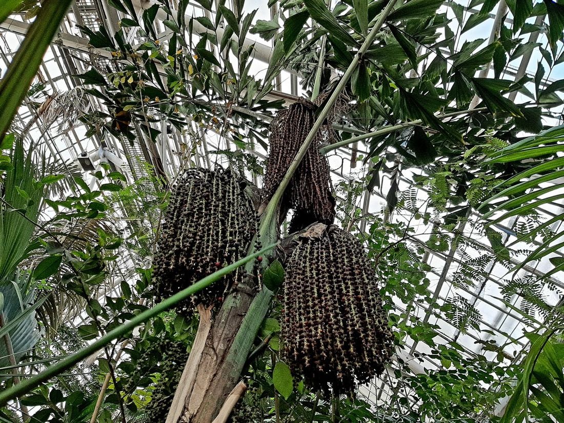 ТГУ, Томские новости, рыбий хвост цветение растения ботанический сад экскурсии В Томске зацвел «рыбий хвост»