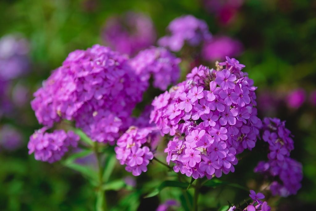 Зелень в городе, ТГУ, Томские новости, ботанический сад экспозиция цветы куда сходить В Ботсаду ТГУ — новая экспозиция флоксов