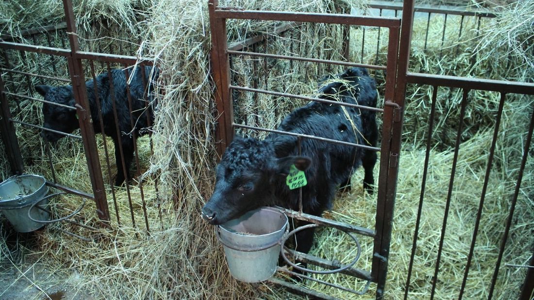 Томские новости, сельское хозяйство в Томской области животноводство мясо производство мяса говядина в Томске купить Неприхотливых и холодоустойчивых галловеев будут разводить в Томской области