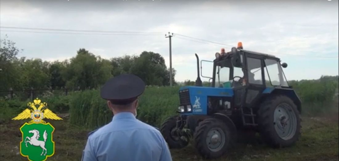 Происшествия, Томские новости, техника конопля культивация запрещенные растения безопасность В томском поселке уничтожили заросли дикорастущей конопли