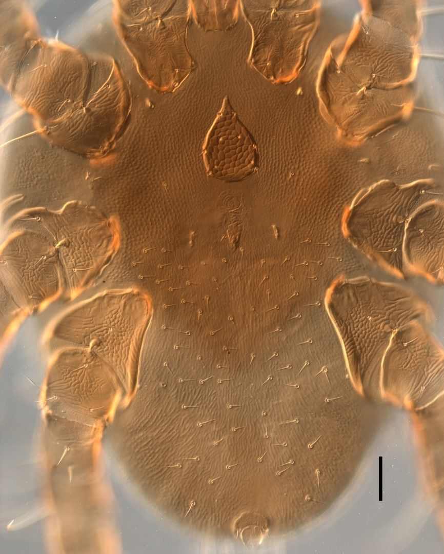 Образование и наука, ТГУ, Томские новости, летучая мышь биологи ТГУ клещи паразиты 2020 прекрати Томские ученые нашли редкого клеща на вьетнамской летучей мыши