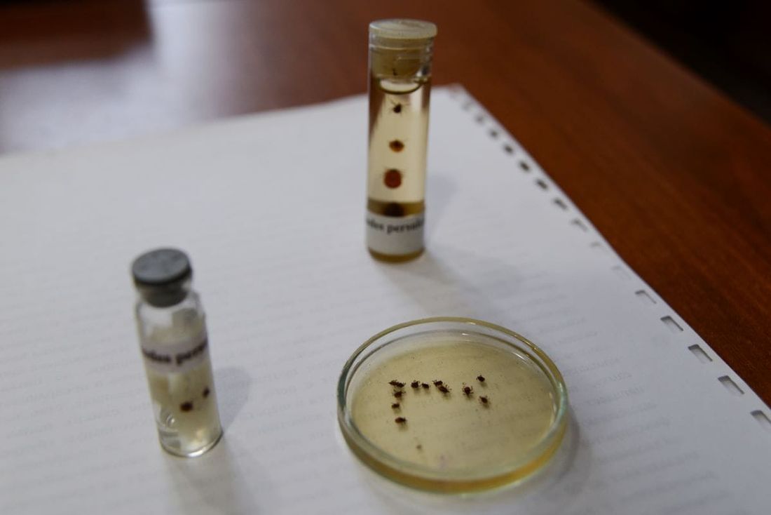 Образование и наука, ТГУ, Томские новости, клещи тепло зима март клещи Часть клещей может погибнуть из-за теплого марта — томские ученые