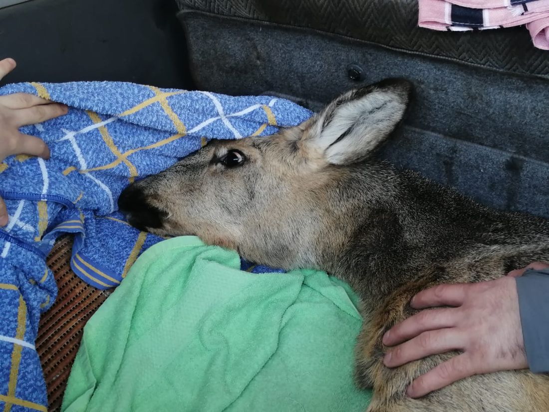 Томские новости, животное косуля поймали взлетная полоса дикие звери в городе На взлётной полосе томского аэропорта работники нашли раненую косулю
