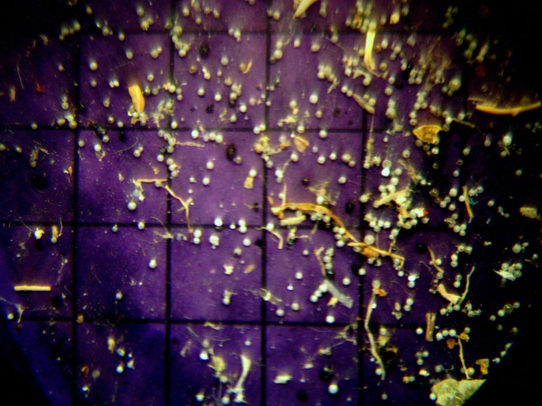 Образование и наука, ТГУ, Томские новости, Экология, микропластик Томь пакеты полиэтилен экология нарушение окружающая среда Томские ученые обнаружили высокое содержание микропластика в Томи в районе Коммунального моста