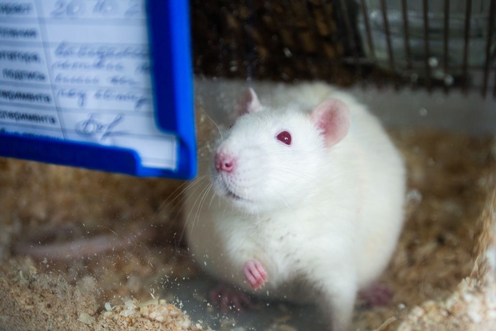 Образование и наука, ТГУ, Томские новости, гиппокамп мозг нарушение кровообращения ишемия мозга память проблема с памятью наука томские ученые Томские ученые выяснили, как организм спасает центр памяти при ишемии мозга