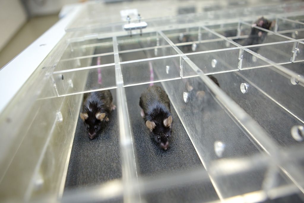 Образование и наука, ТГУ, Томские новости, диабет лечение сахар инсулин СД2 лечение Томские ученые помогли найти молекулу, запускающую утилизацию сахара при диабете 2 типа