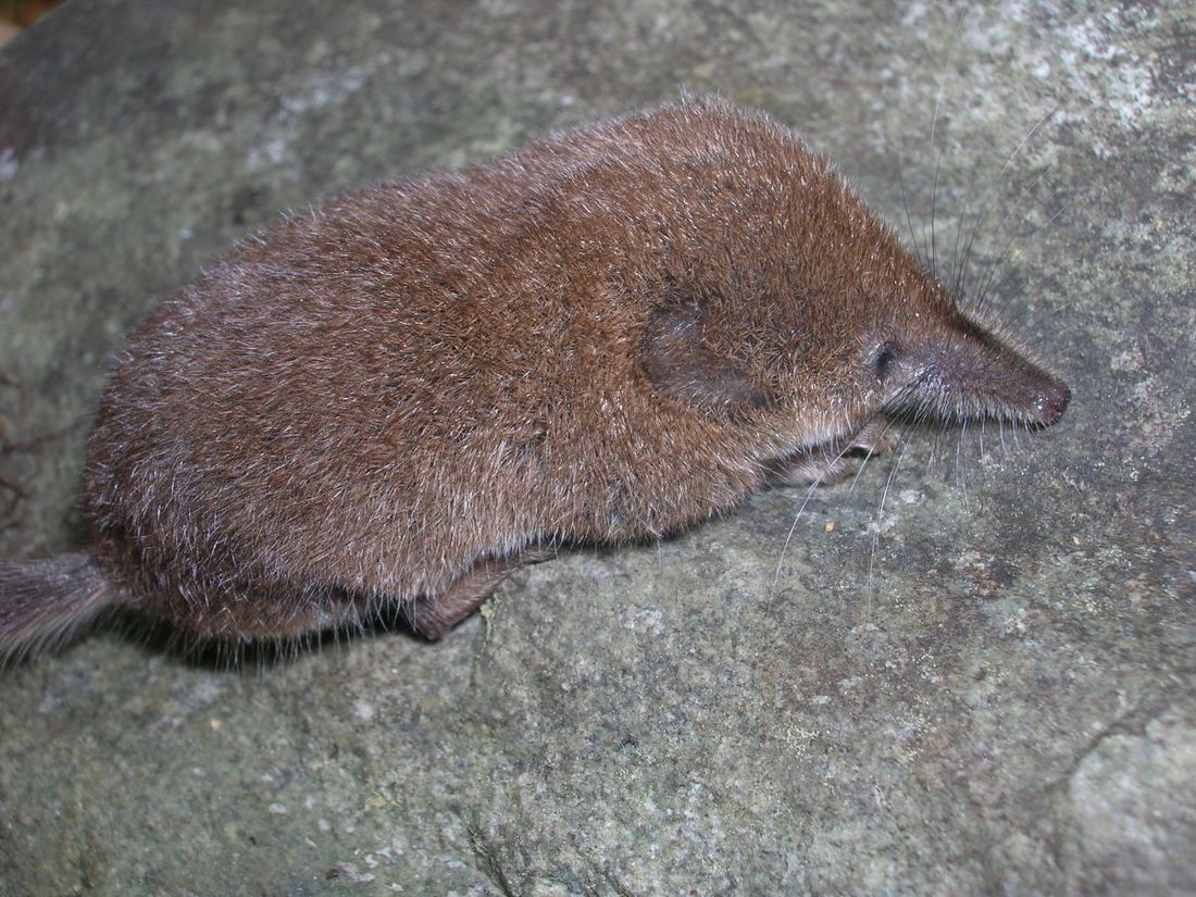 Образование и наука, ТГУ, Томские новости, хантавирус болезнь распространение заболевания лечение безопасность эпидемии новая эпидемия в Томско Ученые обнаружили редкий вид хантавирусов в Томской области