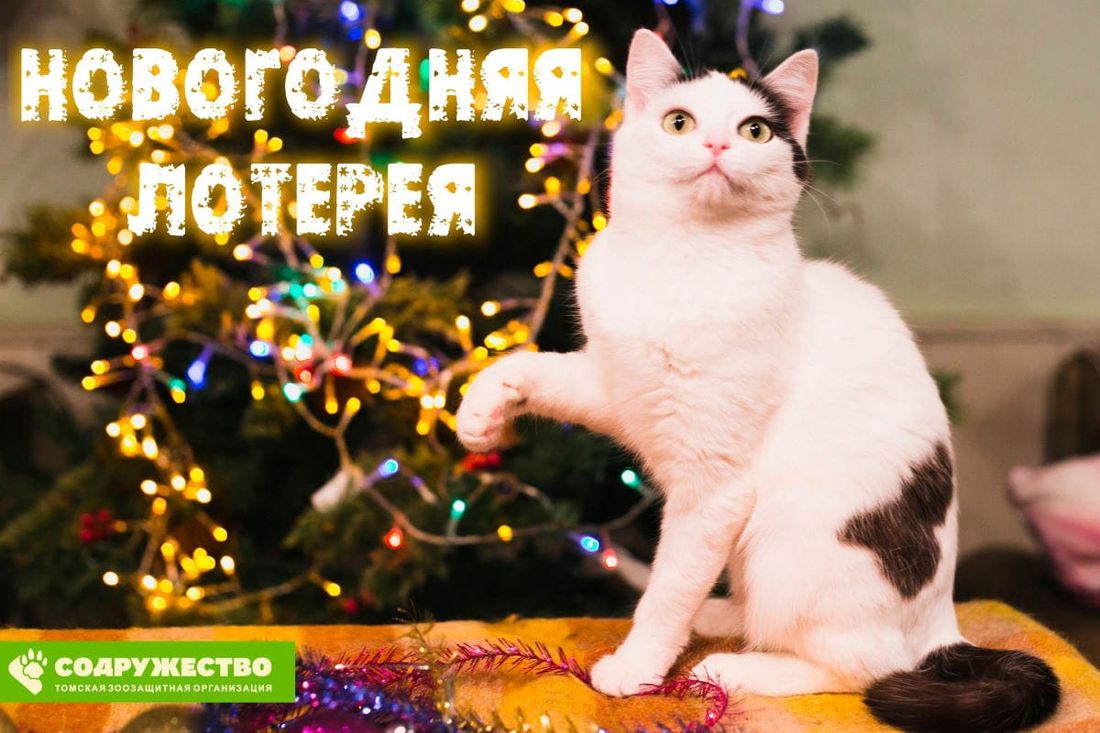 Благотворительность, Конкурсы и акции, Томские новости, бездомные животные лотерея акции поддержка помощь пункт передержки В Томске пройдет новогодняя лотерея в помощь бездомным животным