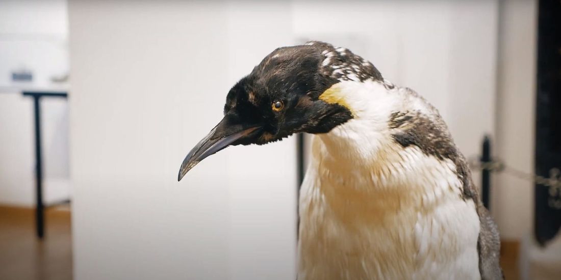 Томские новости, Томский областной краеведческий музей, музейный шоп магазин музей экспонаты Томский областной краеведческий музей запустил «Музейный shop»