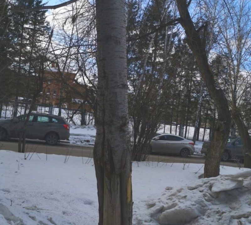 Зелень в городе, Стихия в Томске и области, Томские новости, ель высадят ураган повредил деревья в Томске крупномерные В Томске на месте сломанной ветром пихты на пр.Кирова высадят крупномерную ель