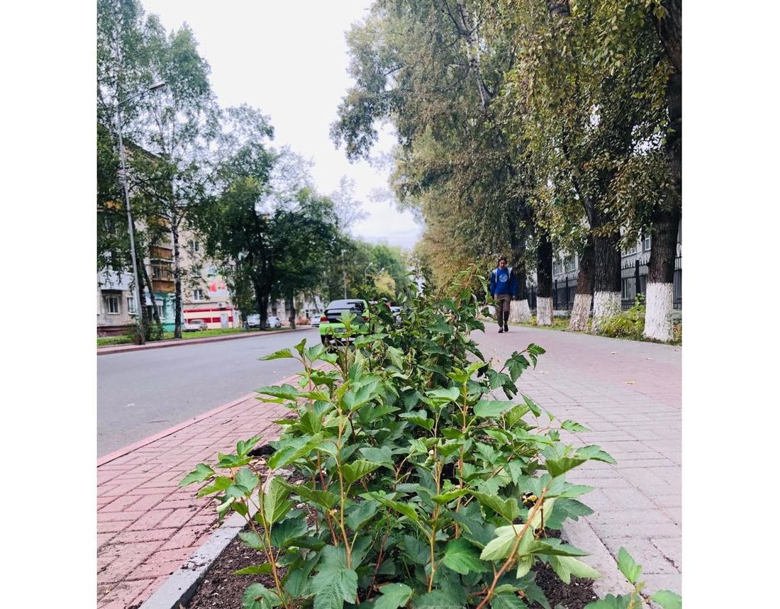 Городское благоустройство, Зелень в городе, Томские новости, аллея машиностроителей НПЦ растения зелень в городе В Томске высадили Аллею машиностроителей