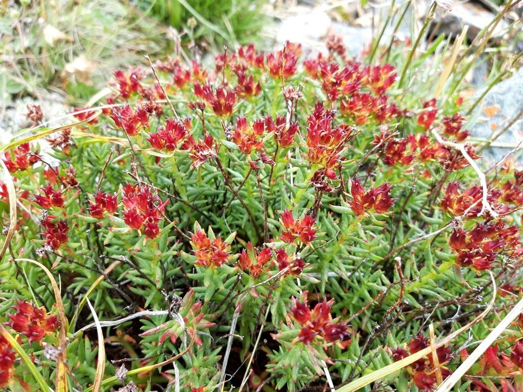 ТГУ, Томские новости, Родиола редкие растения лекарственные растения Томской области Томские ученые помогут сохранить исчезающие виды родиолы