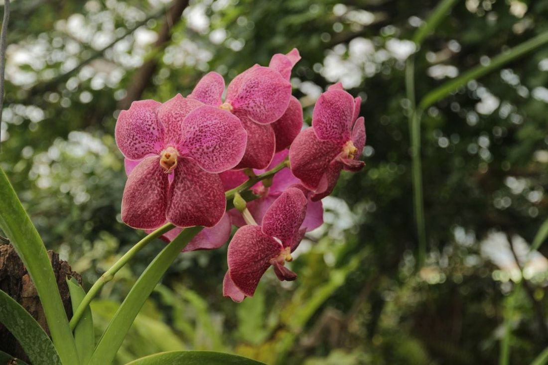ТГУ, Томские новости, ботанический сад экскурсии посетители мероприятия куда сходить мероприятия экскурсии для школьников Ботанический сад ТГУ снова принимает посетителей