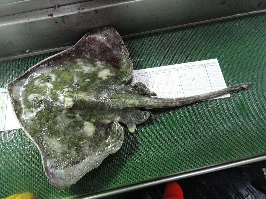 Образование и наука, ТГУ, Томские новости, рыба поймали ученые томская наука скаты поймали ската Томские ученые с японскими коллегами выловили неизвестного науке ската и назвали «шестиглазым»