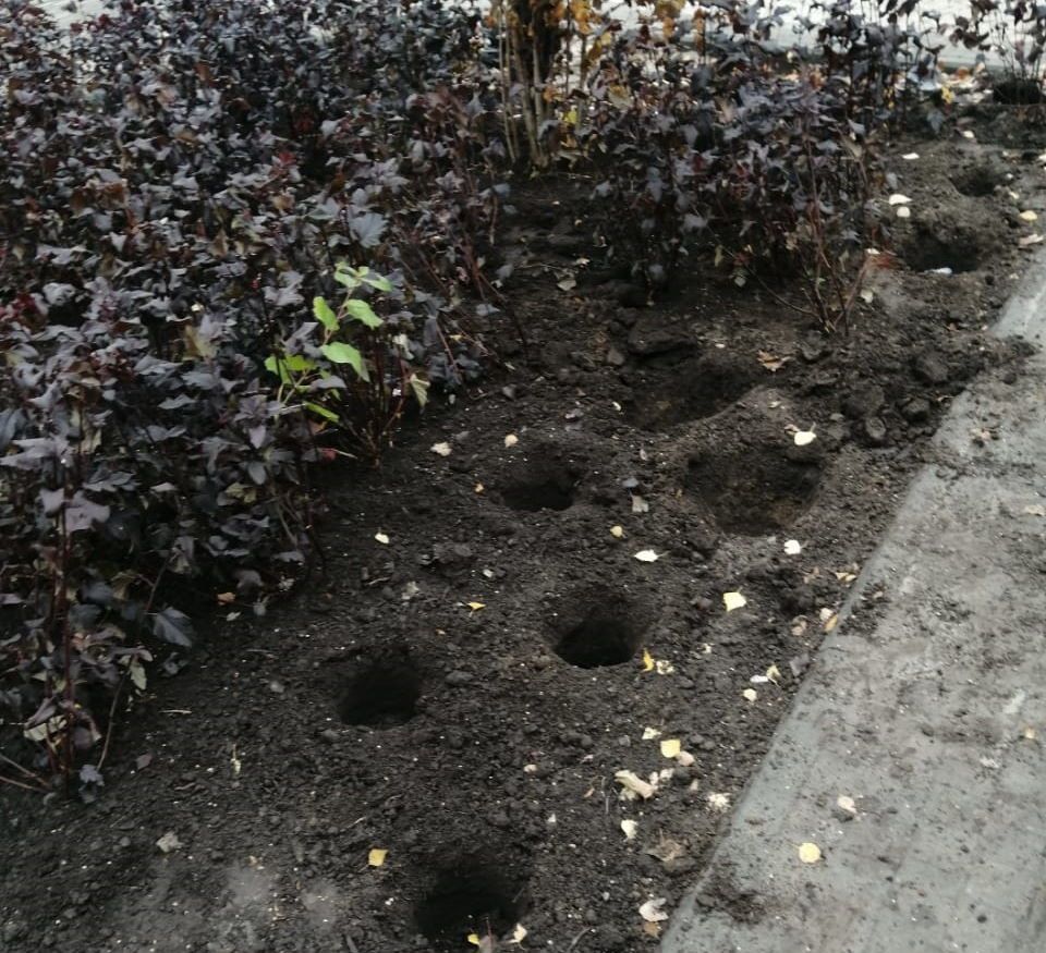 Зелень в городе, Томские новости, город саженцы развитие городской среды Обворованные пространства: томичей просят помочь сохранить саженцы от похитителей