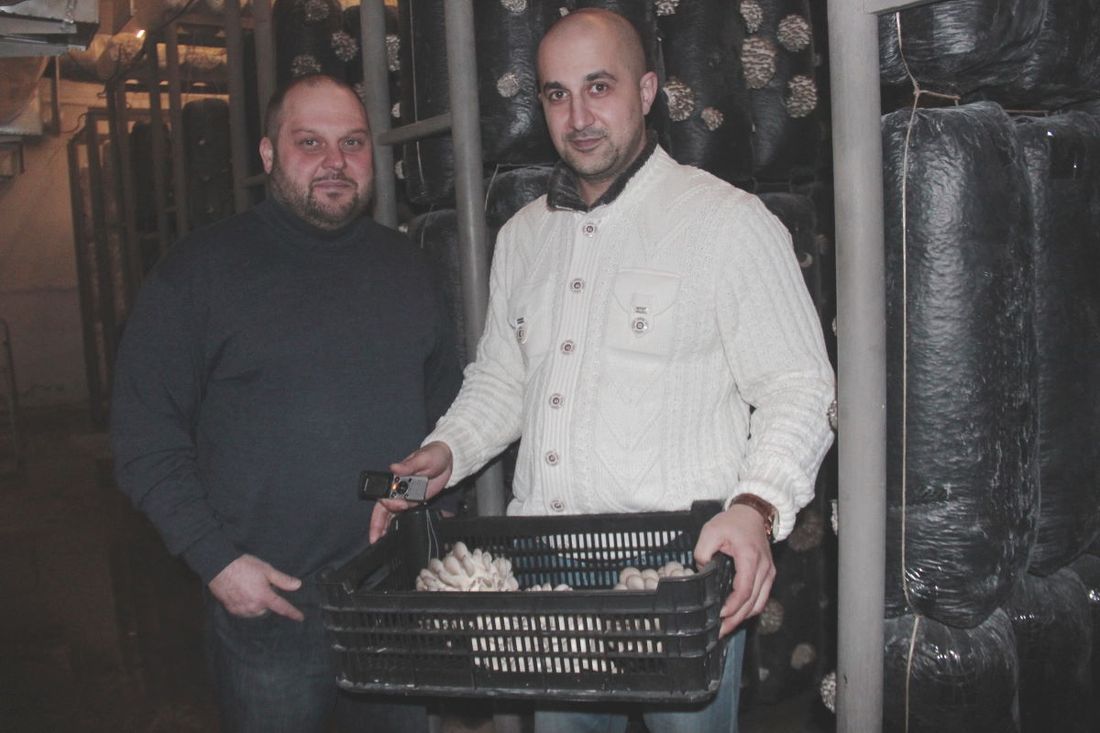 Еда, Предприятия Томска и области, Томские новости, вешенка грибы производство промышленные масштабы производство еда купить грибы в Томске В Томске начали выращивать вешенку в промышленных масштабах