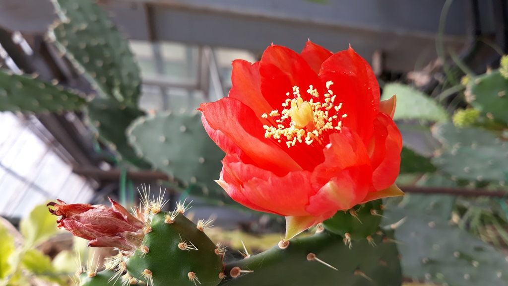 Зелень в городе, ТГУ, Томские новости, кактус цветение ТГУ куда сходить зелень Томичи могут увидеть цветение «ушастых кактусов» и «колючей груши»