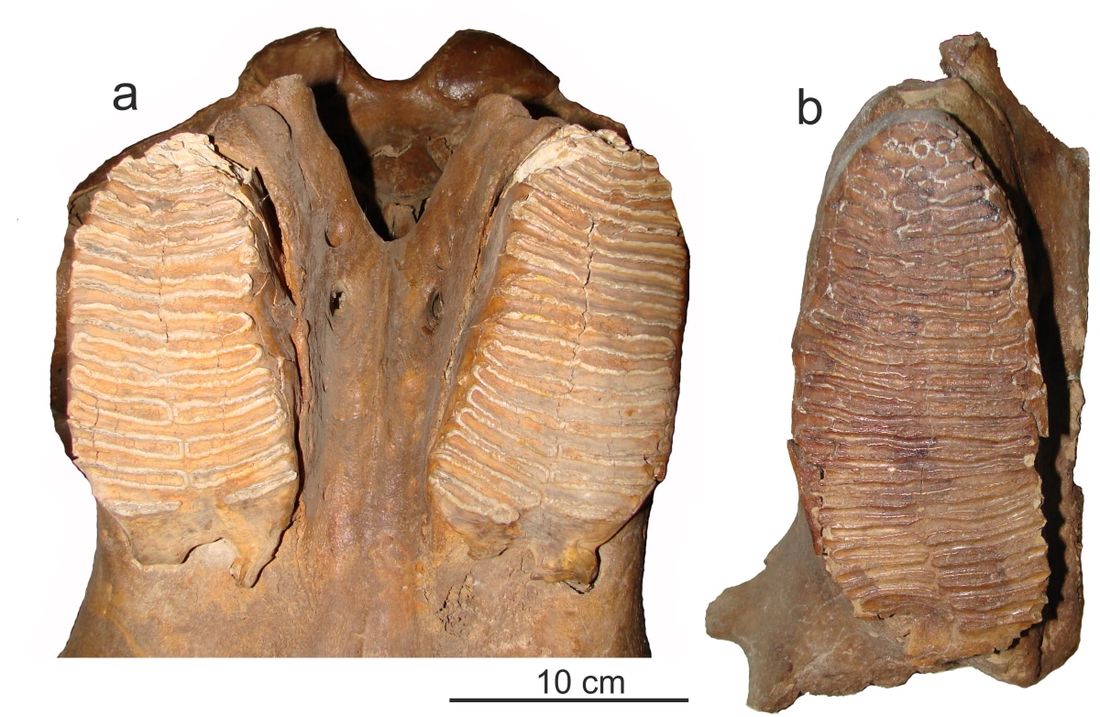 Образование и наука, ТГУ, Томские новости, Асино слон радиоуглеродный анализ палеонтология Обнаруженный в Томской области древний слон оказался моложе на 200 тыс. лет