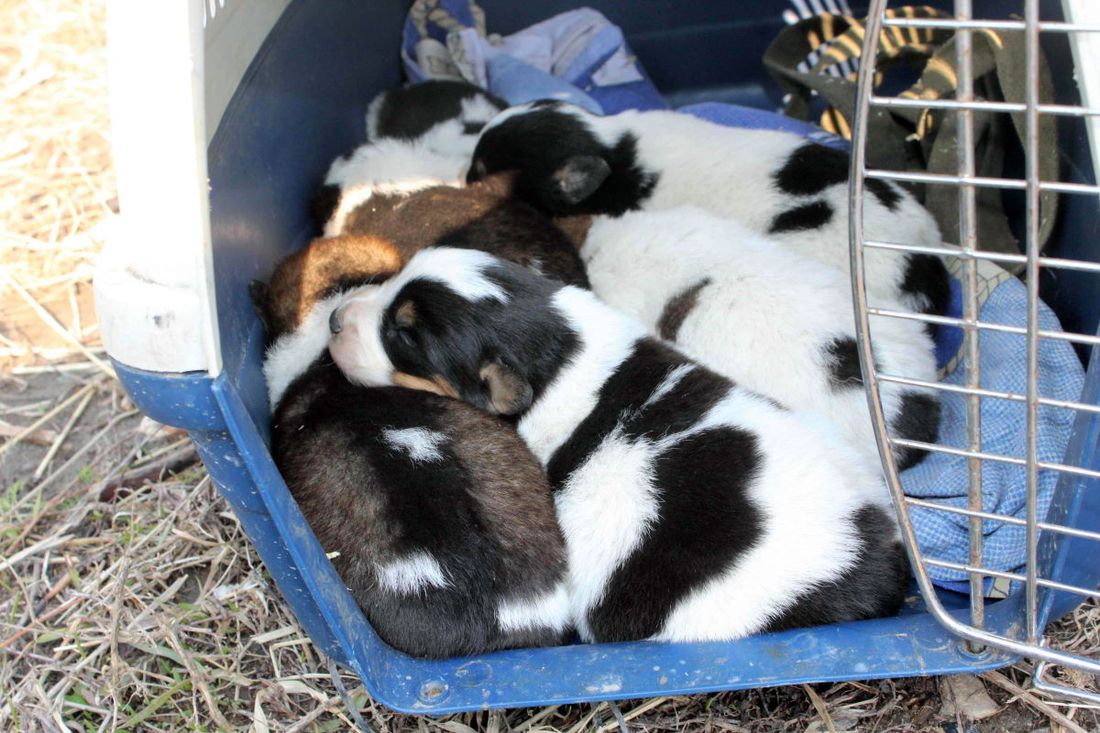 Происшествия, Томские новости, собак спасли животные защита зоозащита ледоход В Томске спасли всех собак, застрявших на острове