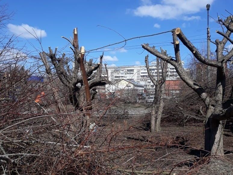 Городское благоустройство, ЖКХ, Зелень в городе, Томские новости, обрезка деревьев арбориста город зелень в городе Власти Томска привлекут к ответственности Россети за варварскую обрезку деревьев на ул.Беринга
