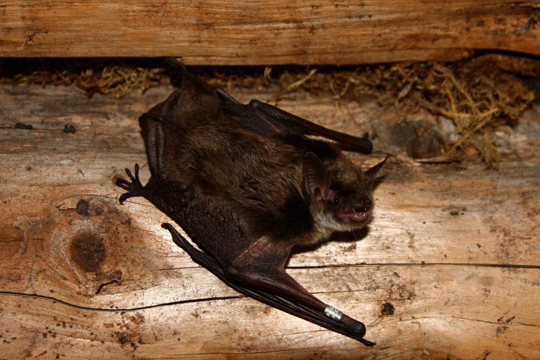 Образование и наука, ТГУ, Томские новости, инфекция летучие мыши болезнь клещи опасность карантин пандемия Томские ученые помогли выявить у летучих мышей новые виды клещей, переносящихся опасные инфекции