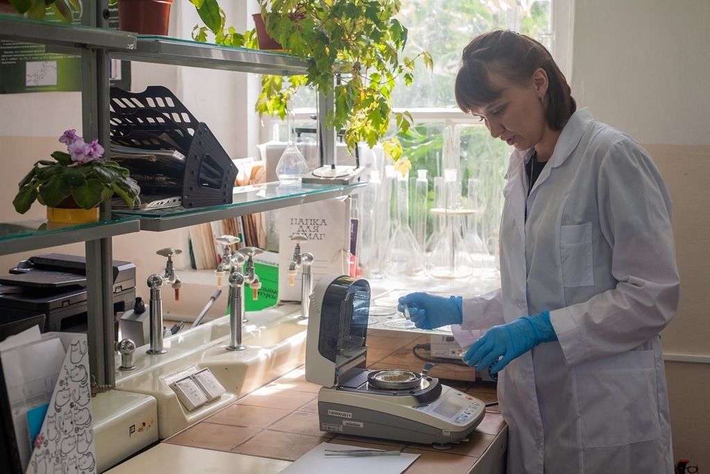 Образование и наука, ТГУ, Томские новости, расследование ТГУ образование ботсад ботанический сад исследования В Томске выводят жимолость и родиолу с улучшенными качествами