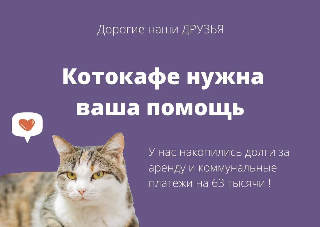 Благотворительность, Конкурсы и акции, Томские новости, котокафе поддержка гаражная распродажа Томичей приглашают на гаражную распродажу в поддержку единственного городского котокафе