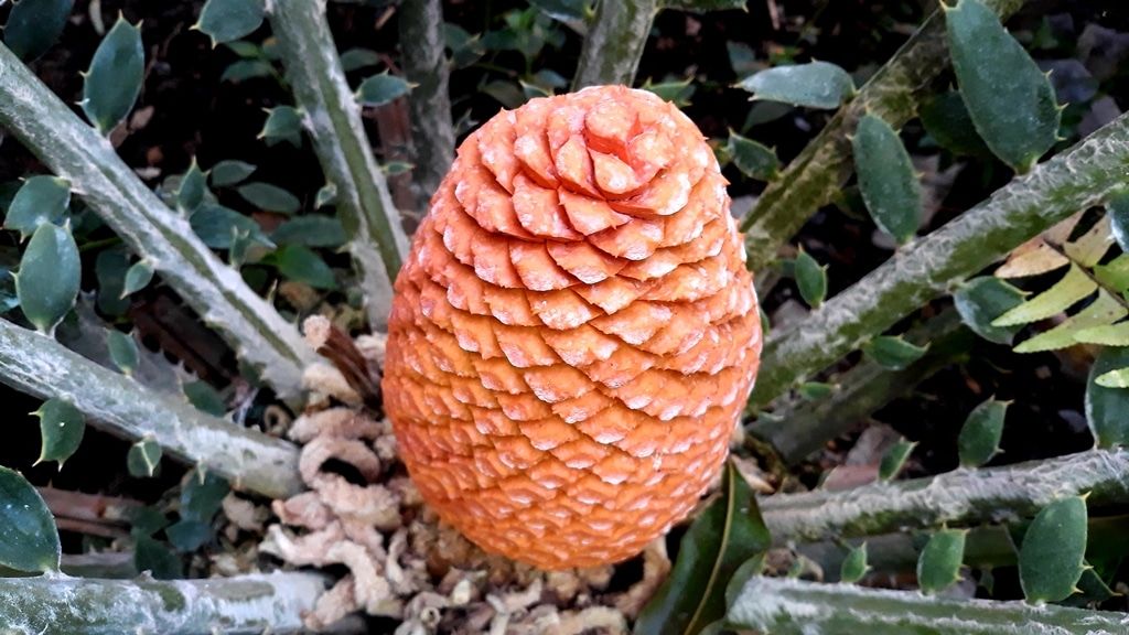 ТГУ, Томские новости, ботанический сад растения орхидеи В томском Ботсаду зацвел устрашающий энцефаляртос