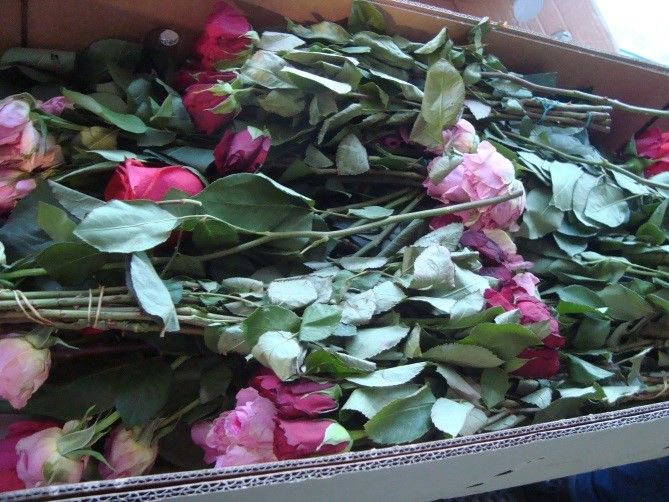 Томские новости, Интерфакс вредители паразиты Почти 3,5 тыс. цветов с опасным насекомым-вредителем привезли в Томск из Армении