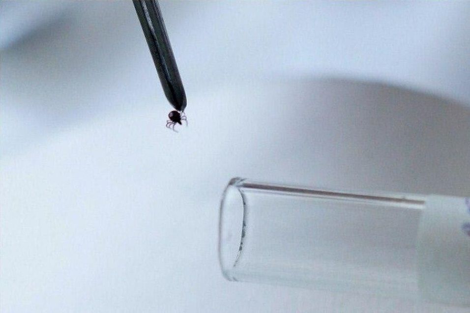 Безопасность, Медицина и здоровье, Томские новости, клещи безопасность прививки укушенные энцифалит В Томской области клещи стали меньше кусать людей