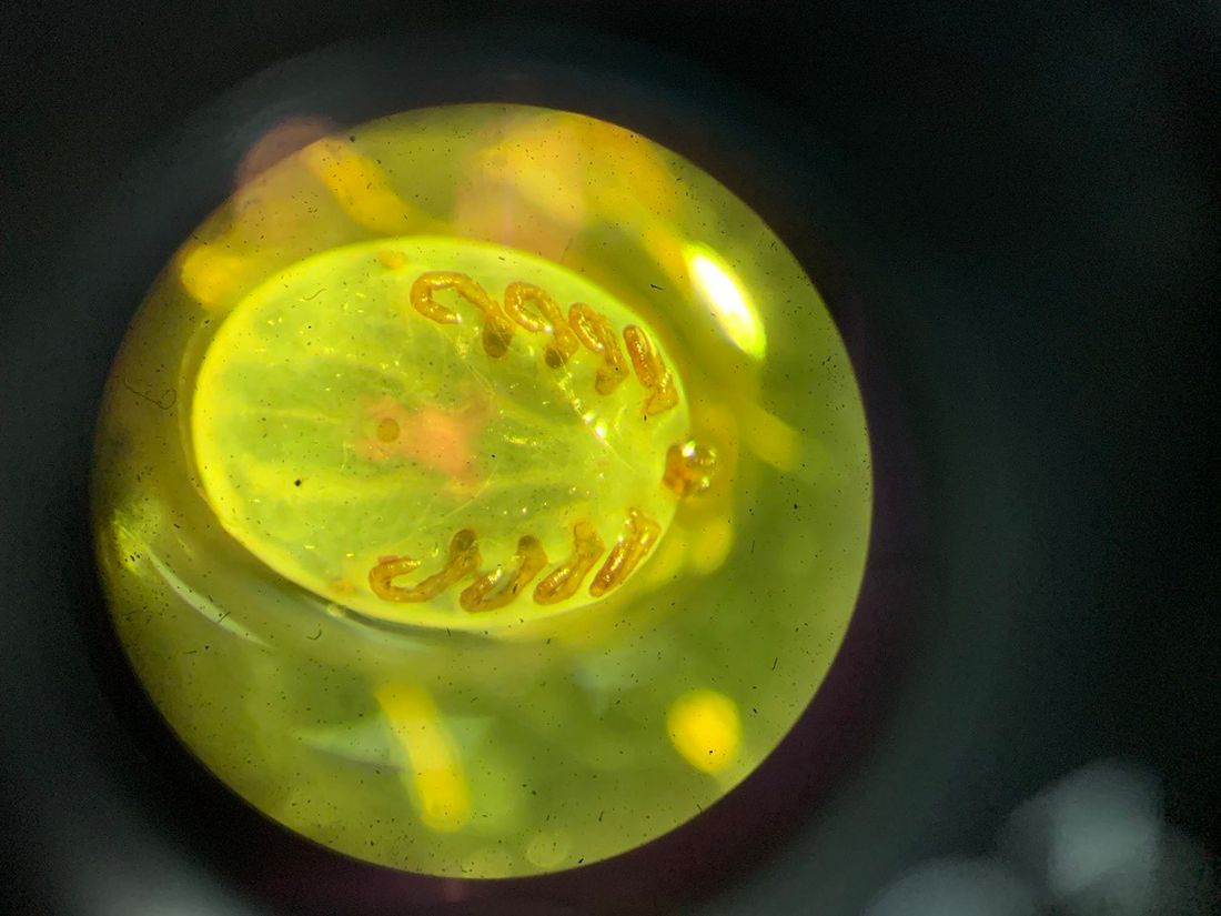 Образование и наука, ТГУ, Томские новости, ДНК образование геном редактирование генома клещи обезвреживание кишечник наука Томские ученые намерены обезвредить клещей, отредактировав ДНК микробов в их кишечниках