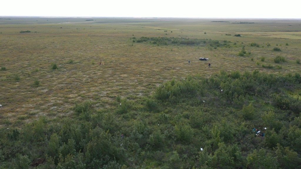 Образование и наука, ТГУ, Томские новости, вечная мерзлота арктика природа растения тундра «Наступление» кустарников ускоряет таяние вечной мерзлоты в Арктике — томские ученые