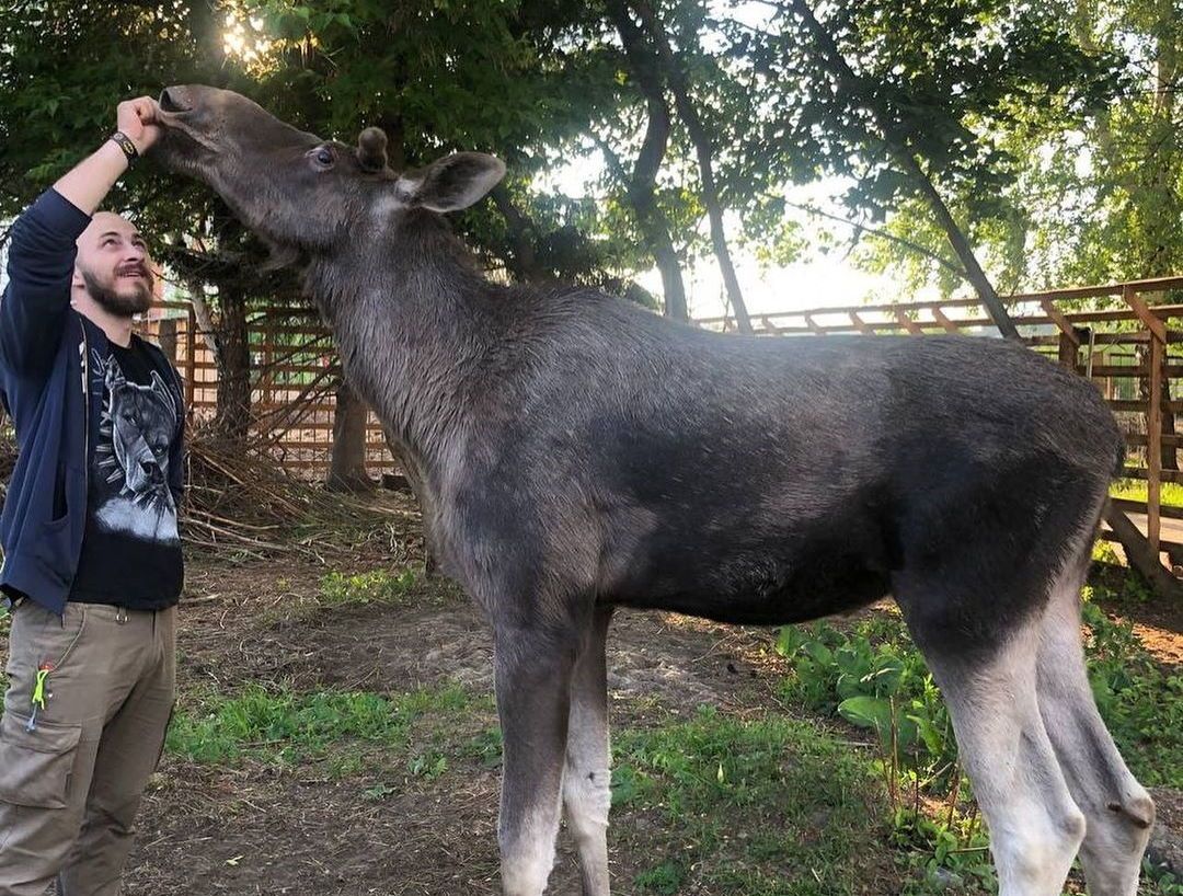 Благотворительность, Томские новости, Деньги лось помощь сбор средств В Томске собирают деньги на загон для лося Якоба