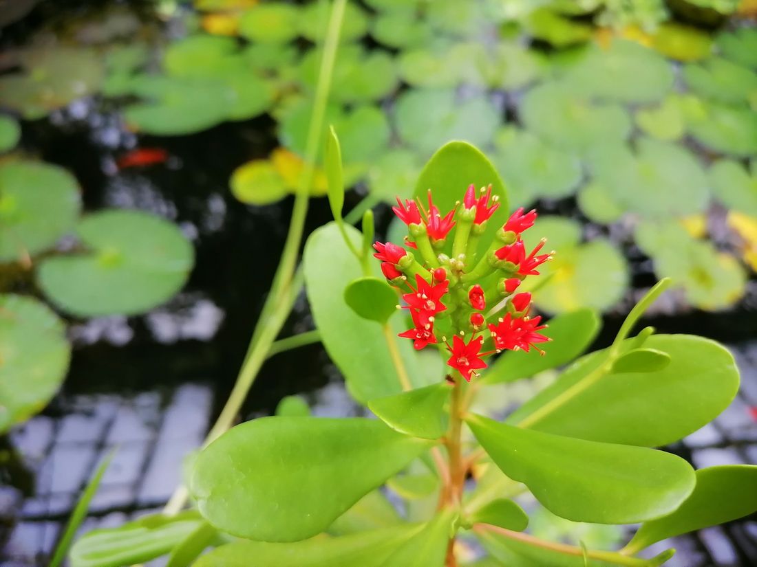 Зелень в городе, ТГУ, Томские новости, тгу мангровое дерево цветение зелень кустарники В томском Ботсаду впервые зацвело черное мангровое дерево