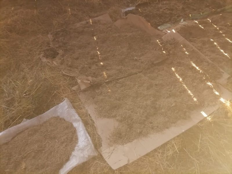 Томские новости, арестовали наркотики запрещенные вещества марихуана задержали У жителя одного из сел Томской области нашли более 7 кг марихуаны