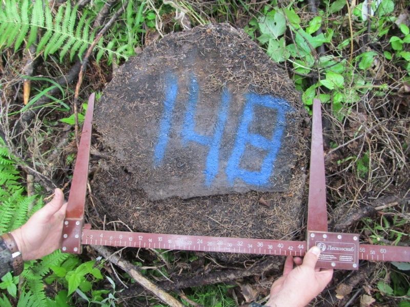 Криминал, Томские новости, арестовали ель вырубки задержали Жителю Томской области грозит до 7 лет колонии за вырубку 148 деревьев