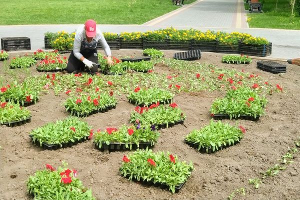 Городское благоустройство, Зелень в городе, Ново-Cоборная, Томские новости, зелень город благоустройство На Ново-Соборной площади в Томске начали высаживать петуньи и бархатцы