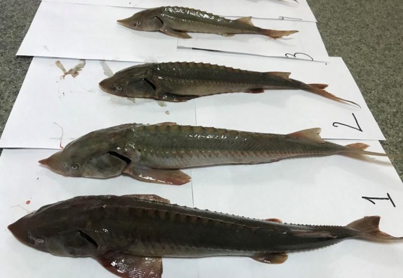 Криминал, Томские новости, осетр поймал купить стерлядку осетрина браконьеры Стрежевчанину грозит до 4 лет колонии за отлов 4 краснокнижных осетров