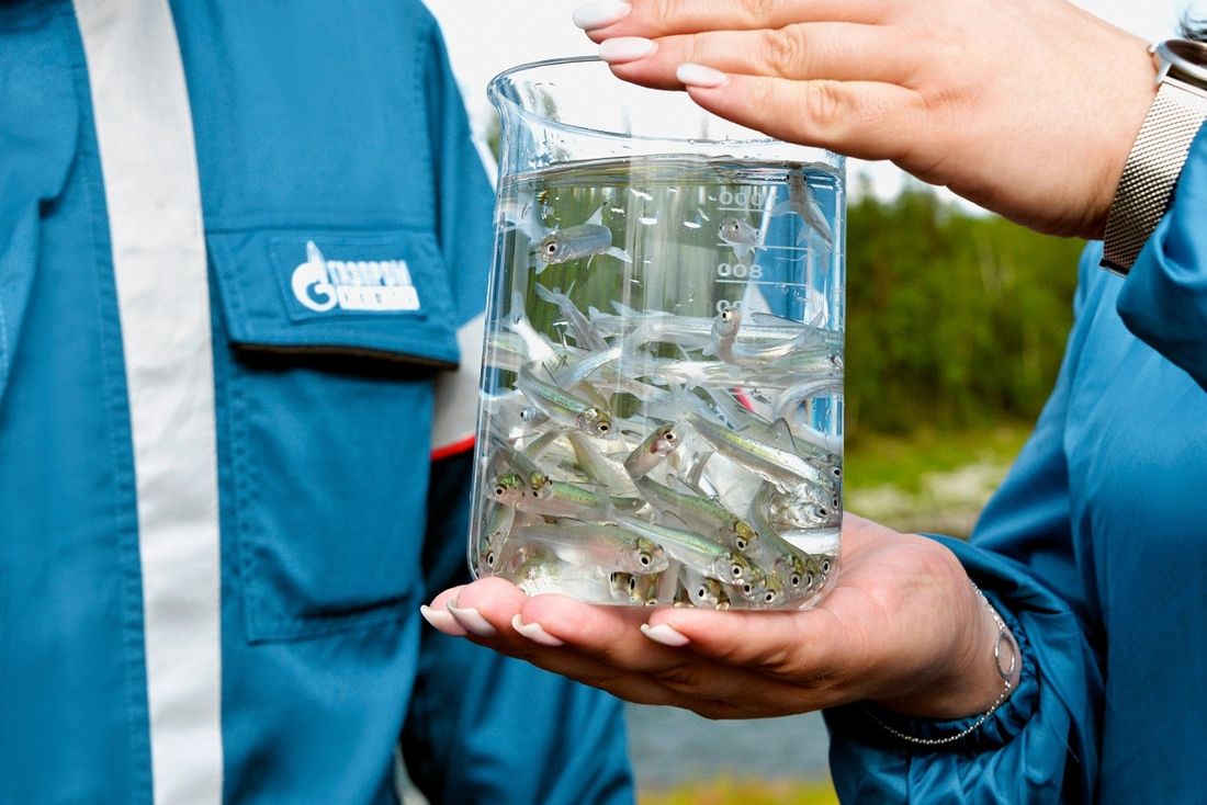 Газпромнефть-Восток, Томские новости, пелядь газпром рыбы в Томской области «Газпромнефть-Восток» способствует восстановлению биоресурсов рек Верхнеобского бассейна