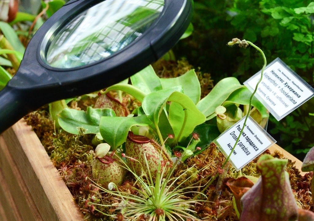 Томские новости, насекомые хищные растения фауна флора природа выставка куда сходить Томичей приглашают посмотреть на растения-хищники