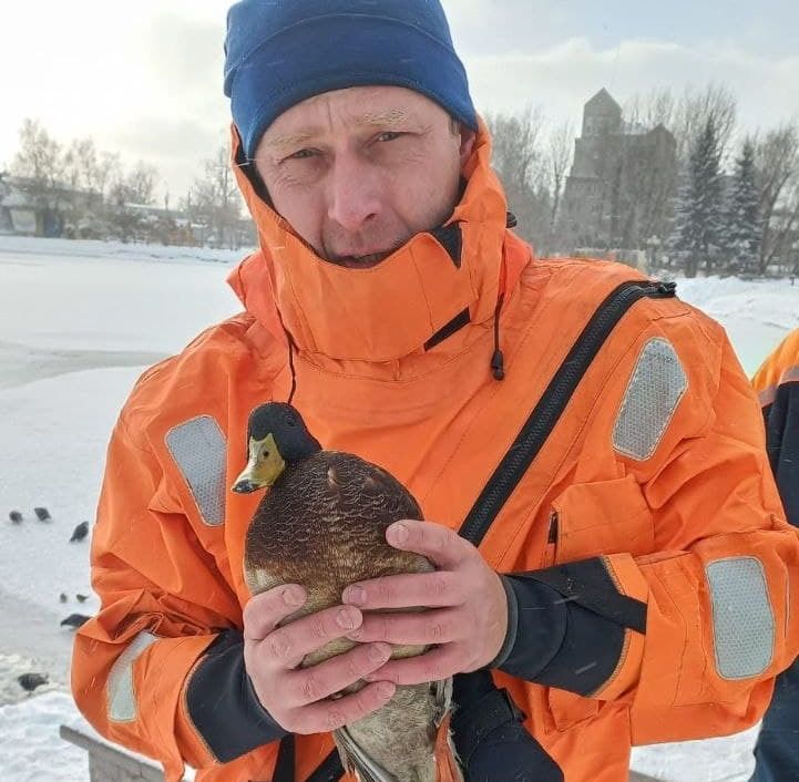 Происшествия, Томские новости, Белое озеро ТГУ орнитологи птицы спасли помогли пропала птичка спасение животных В Томске спасли утку, которая вмерзла в лед