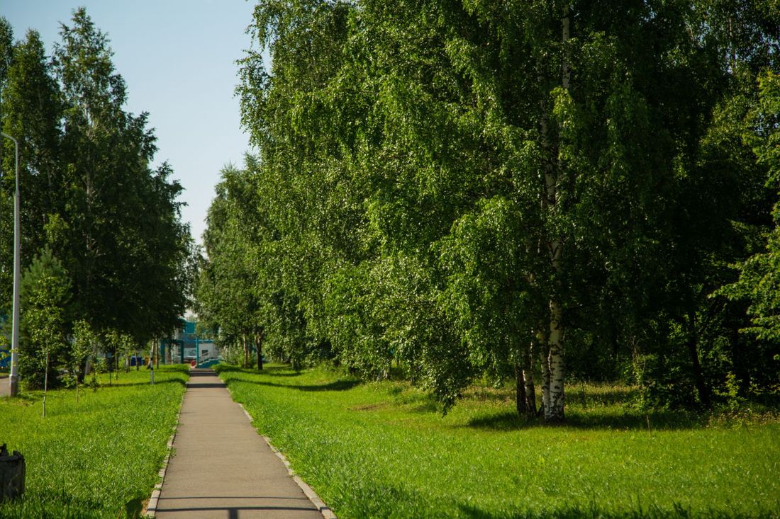Томские новости, Романюк преображение Томскнефтехим предприятия зелень Зеленая тема. Аллеи «Томскнефтехима» похорошеют этим летом