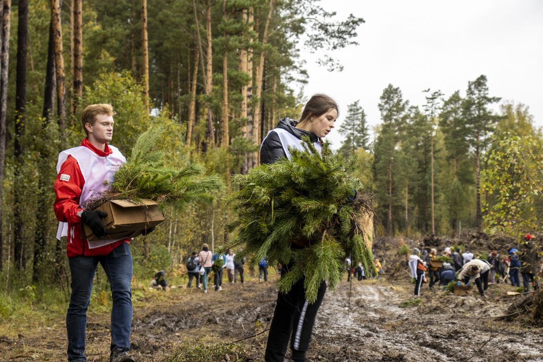 Зелень в городе, Конкурсы и акции, Томские новости, Сибирский кедр сосны высаживать сосны Под Томском высадили 10 000 сосен