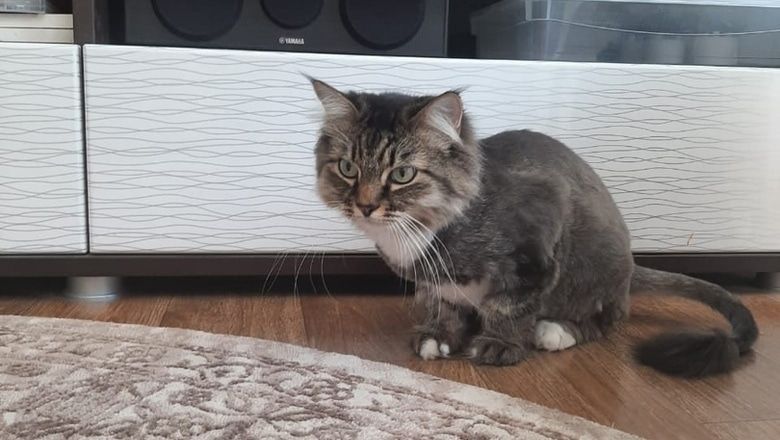 Томский Обзор, новости, Мировые новости костик кот потерялся пропал Глава одного из районов Хакасии потерял стриженого кота Костика