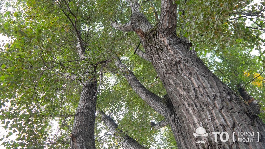 Погода и природа, Стихия в Томске и области, Томские новости, деревья убирают интересные новости Томска стихия штормовое оперативное предупреждение Шесть деревьев упало в Томске за минувшие выходные